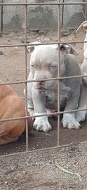 American bully