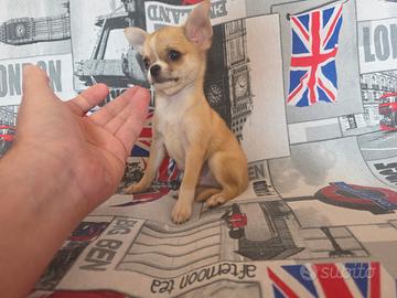 Chihuahua maschio dimensione mini toy 80gg