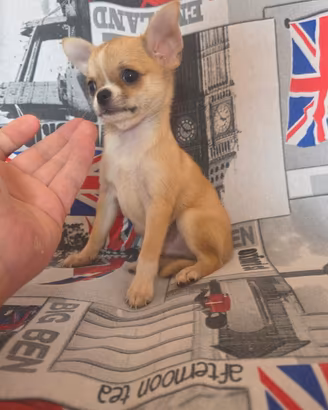 Chihuahua maschio dimensione mini toy 80gg