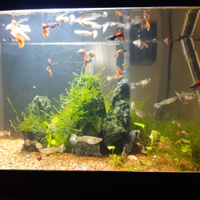 Guppy dumbo red tail show (coppia)