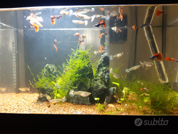 Guppy dumbo red tail show (coppia)
