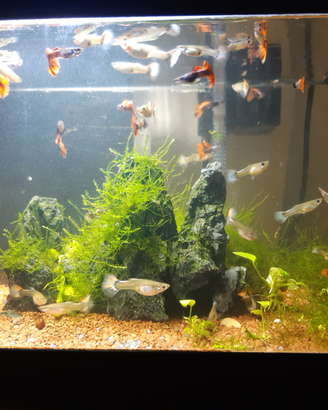 Guppy dumbo red tail show (coppia)