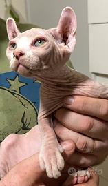 Cuccioli Sphynx ed Elfo Nudo