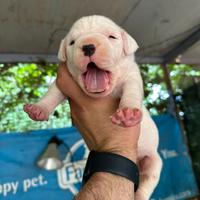 Dogo Argentino