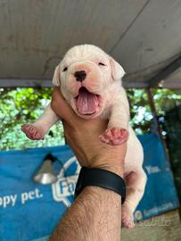 Dogo Argentino