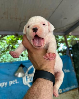 Dogo Argentino