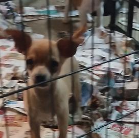 Chihuahua toy super piccolissimo