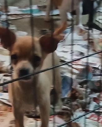 Chihuahua toy super piccolissimo