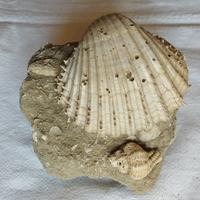 Guscio fossilizzato di Cardium (Pliocene - Empoli)