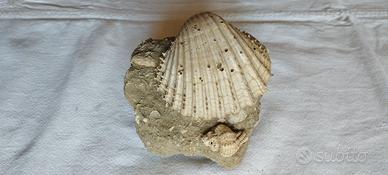 Guscio fossilizzato di Cardium (Pliocene - Empoli)