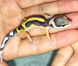Geco leopardino bold stripe, teca, insetti