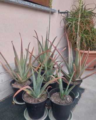 Aloe vera