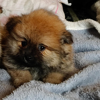 SPITZ POMERANIA NANO,con pedigree Enci