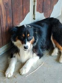 Femmina Pastore Australiano