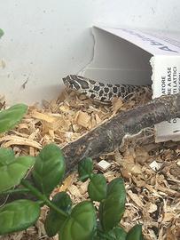 Serpente heterodon nacisus (muso porcello)