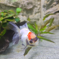Pesce Oranda