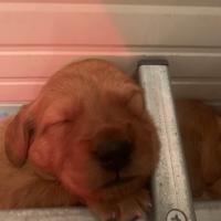 Cuccioli selezionati golden retriever inglesi