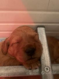Cuccioli selezionati golden retriever inglesi