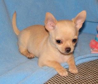 Cuccioline Chihuahua Toy