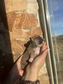 Bulldog francese