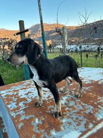 Bracca hurzharr da tartufi