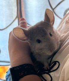 Cucciola di cincillà