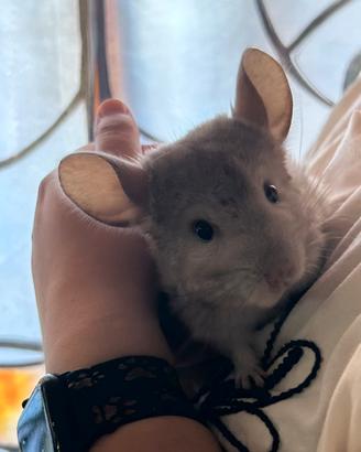 Cucciola di cincillà