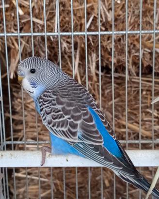 Cocorite blu