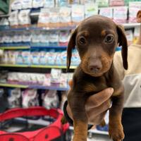 Cuccioli di bassotto keninken
