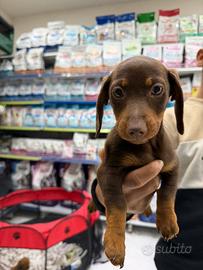 Cuccioli di bassotto keninken