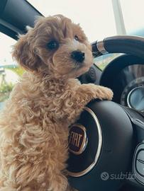 Maltipoo toy cuccioli