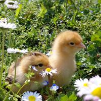 Pulcini gallina ovaiola