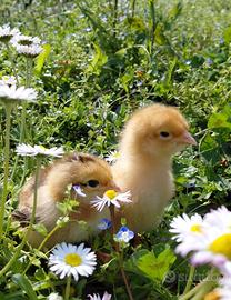 Pulcini gallina ovaiola