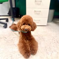 Barboncino Red Disponibile Monta