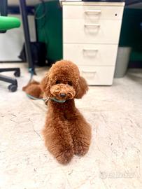 Barboncino Red Disponibile Monta