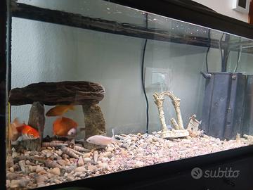 acquario