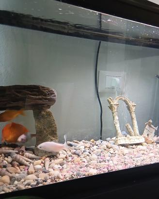 acquario