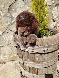 Lagotto romagnolo cuccioli da tartufo