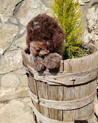 Lagotto romagnolo cuccioli da tartufo