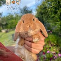 Cuccioli conigli razza ariete nano fulvo
