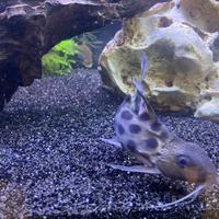 Synodontis multipunctatus pesce d'acqua dolce