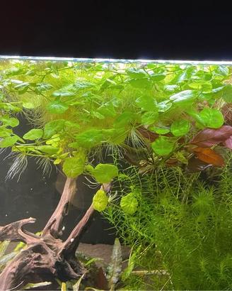 Hydrocotyle Leucocephala- pianta per acquario