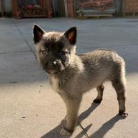 Cuccioli Husky pastore belga