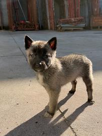 Cuccioli Husky pastore belga