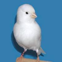 Canarini pluripremiati