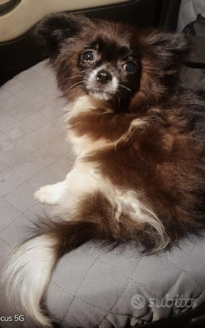 Chihuahua a pelo lungo bianca e nera piccolissima