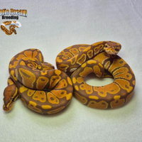 Coppia Di Pitoni Reali