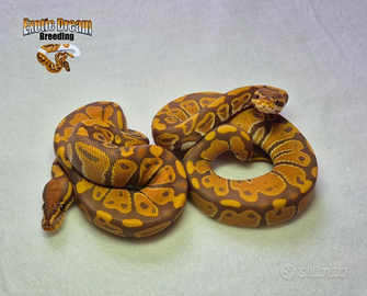 Coppia Di Pitoni Reali