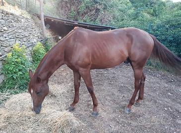 cavallo in mezza fida