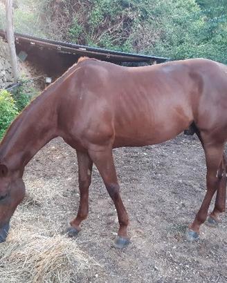 cavallo in mezza fida